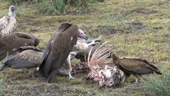 一只垂面秃鹰抓住一根肋骨准备把肉吃下来