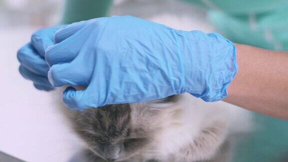 兽医在诊所检查一只猫的耳朵