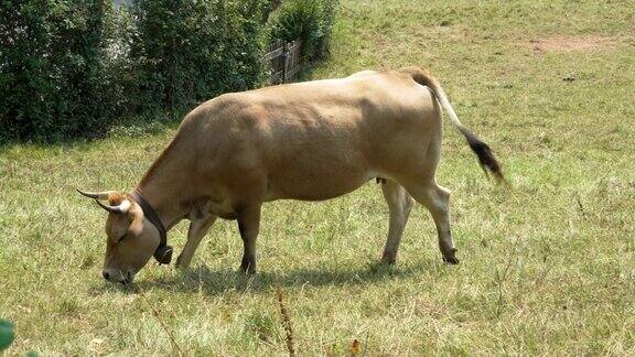 棕色的牛角在绿色的夏季牧场上吃草