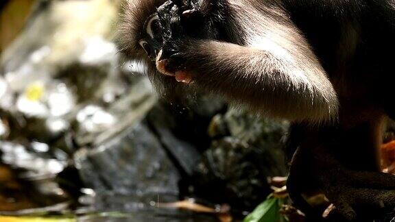 场景慢动作的南方眼镜叶猴饮水在泰国的自然场景真实的动物在野外