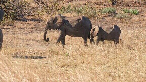 妈妈和小象在吃草
