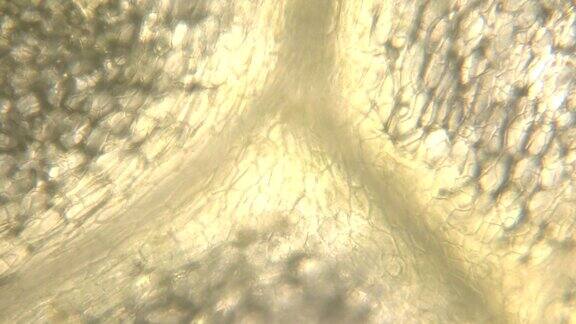 绿色植物(生菜)的显微镜观察放大300倍可见细胞壁叶脉和含有叶绿素的叶绿体