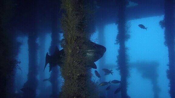 斑点齿鲨-沙虎鲨-正在一艘沉船中游泳