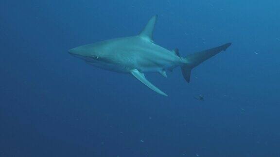 大洋黑尖鲨在开阔的蓝色水域南非