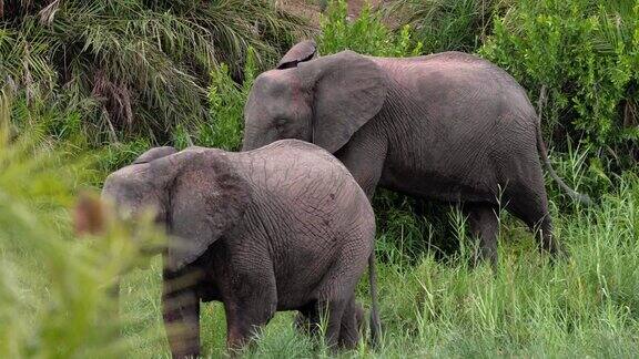 南非的大象吃森林里的草野生的观点谁生活在大草原的大象-动物概念的自然