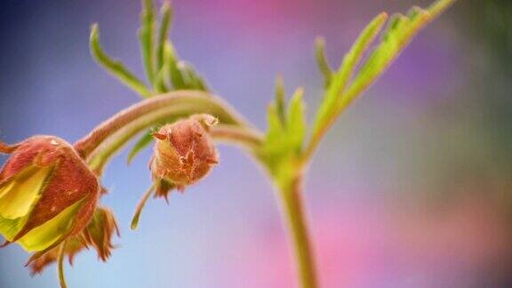 小绿叶的水杨梅花