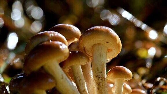 蜜环菌蜂蜜木耳的蘑菇在阳光充足的森林里