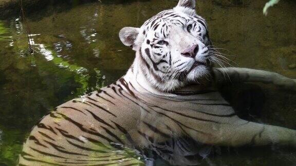 白虎在池子里降温休息