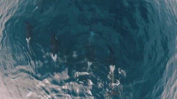 虎鲸家族游泳在水面鸟瞰图超高清