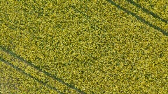 空中拍摄的广阔土地的油菜田在丹麦