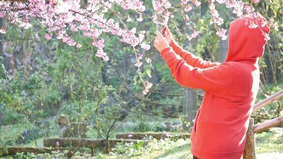 一名女游客在樱花花园用智能手机自拍