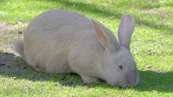 一只白兔在地上吃东西
