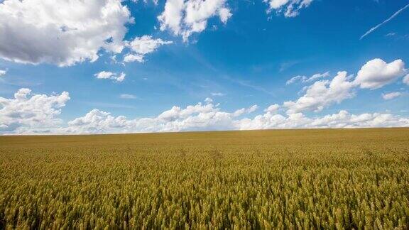 8K拍摄的金色小麦云景