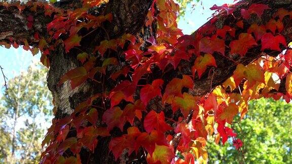 树与弗吉尼亚攀缘植物在秋天