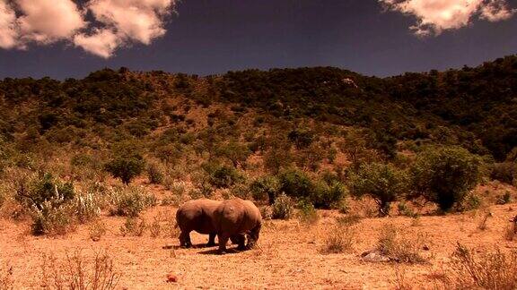 在非洲犀牛