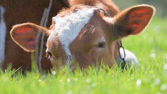 夏日里小牛犊在草地上休息在农场草地上饲养牛