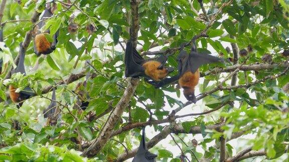 飞狐栖息在热带雨林的树上