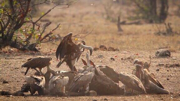 南非克鲁格国家公园里的垂脸秃鹰和白背秃鹰