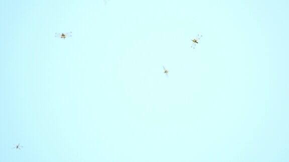 低角度观看一群蜻蜓在蓝天中飞翔