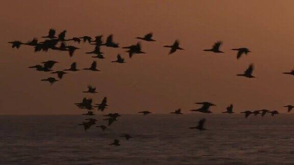 4K观鸟在日落在海上飞行