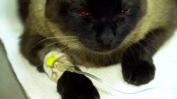 在诊所里一只戴着导尿管的猫