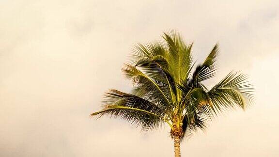 佛罗里达西礁岛上的云朵和棕榈树
