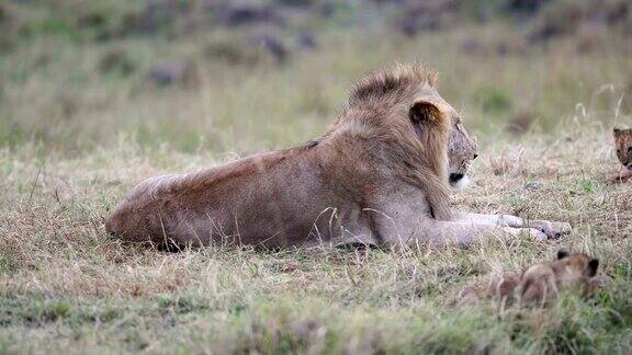 与幼崽一起休息的狮子