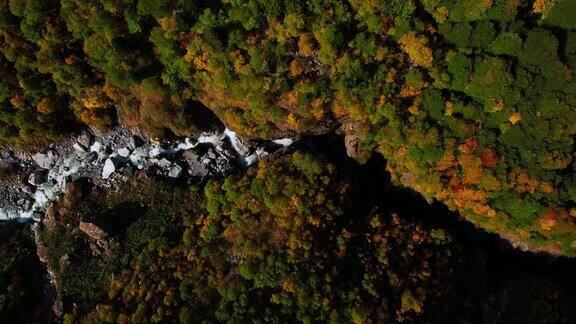 美丽的秋日鸟瞰森林俯览多色树木和河流慢镜头