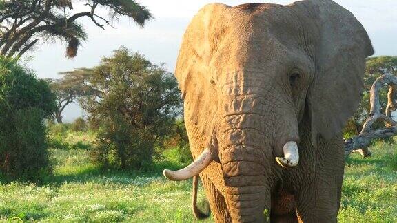 非洲大象吃草的特写