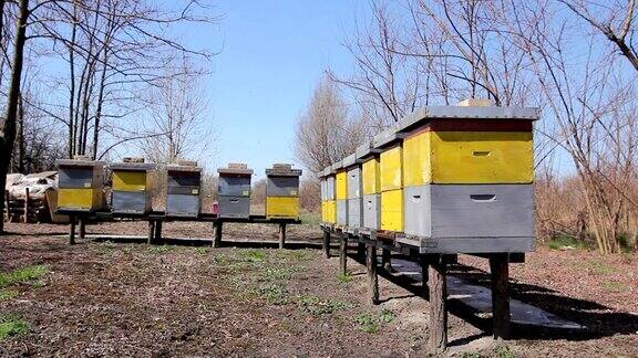 木柱上的蜂箱蜂房养蜂场
