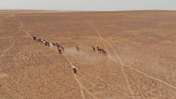 野马在哈萨克斯坦干燥的草原上奔跑