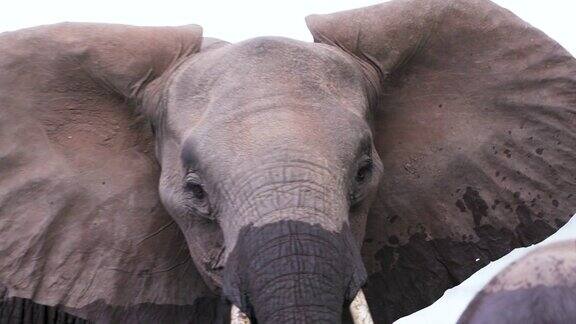 超近距离正面的一个大象看相机津巴布韦