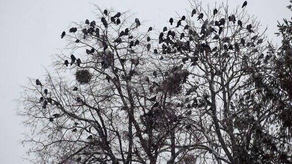 下雪时一群白嘴鸦坐在树上(乌鸦)
