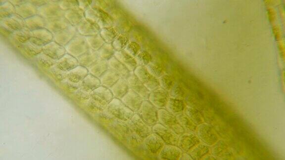 显微镜下的绿色植物细胞植物细胞中的叶绿体显微镜下的叶绿体叶片表面细胞结构图显微镜下显示植物细胞转基因生物DNA