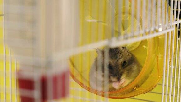 啮齿动物笼子里的仓鼠有一个跑轮