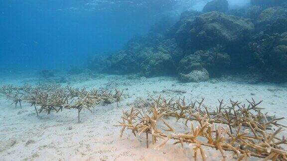 加勒比海珊瑚礁的珊瑚复原海景
