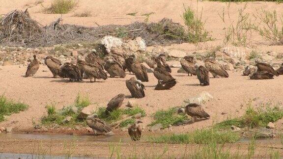 非洲2022年在水附近的秃鹫群