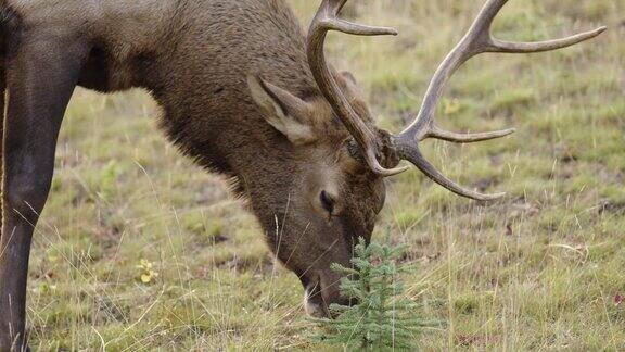 长着大鹿角的公麋鹿正在吃草近景慢动作