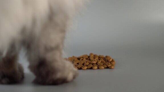 一只毛绒绒的灰色波斯猫嗅着四处散落的干粮