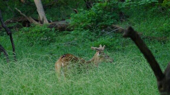 印度中部森林中的斑点鹿或赤鹿的慢镜头