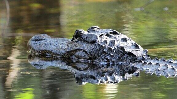 鳄鱼:佛罗里达沼泽地国家公园
