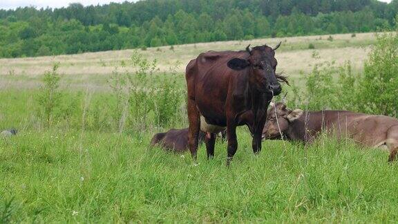 奶牛在绿色的田野上吃草吃草来产奶