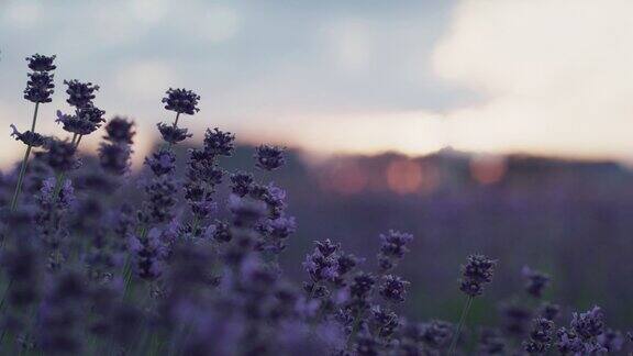 日落时草地上的紫色薰衣草花昆虫授粉时间流逝