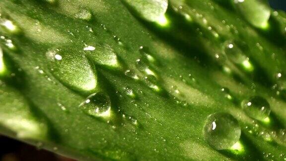 水滴缓缓地落在一片新鲜的绿叶上从芦荟叶中提取提取物自然湿度或环境清洁治愈