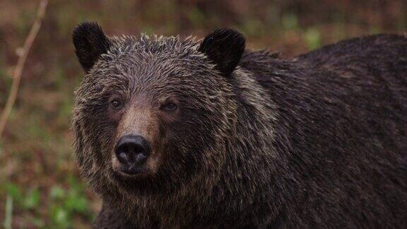 加拿大森林里的棕熊特写