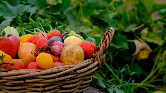 在花园里收割蔬菜有选择性的重点食物