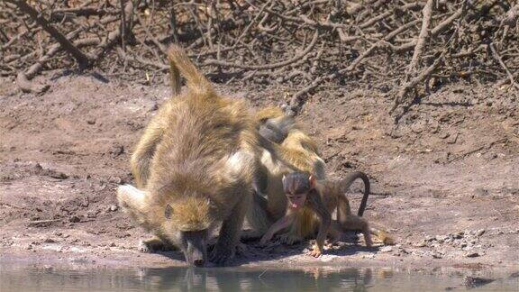 狒狒在非洲湖泊附近寻找寄生虫