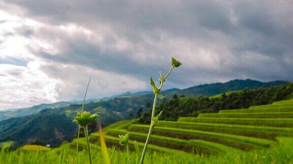 美丽的风景山绿田野草草地白云蓝天晴天雄伟的绿色风景大山丘陵云景山谷全景乡村自然景观