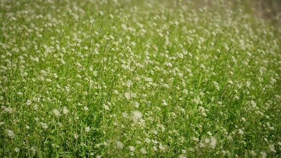 绿草地上的荠菜花