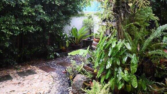 雨滴落在绿色花园热带雨季